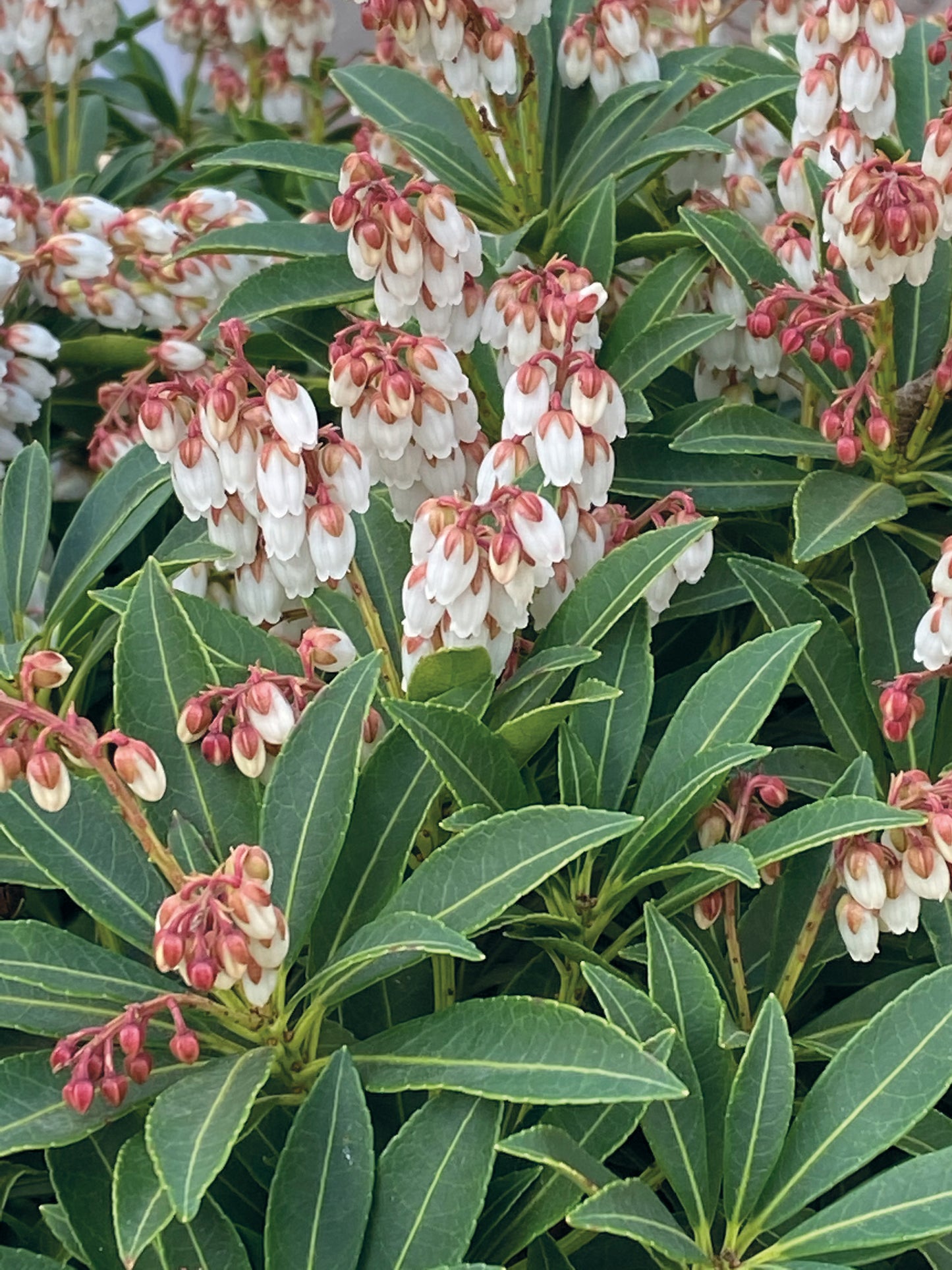 Dichtes, dunkelgrünes Laub mit hellen Adern umrahmt Büschel kleiner weißer Glockenblüten mit rosa Spitzen. Zu sehen in der Ausstellung "Kleine Gehölze mit großer Wirkung" der Königlichen Gartenakademie am 24.09.2026, 14-17 Uhr.