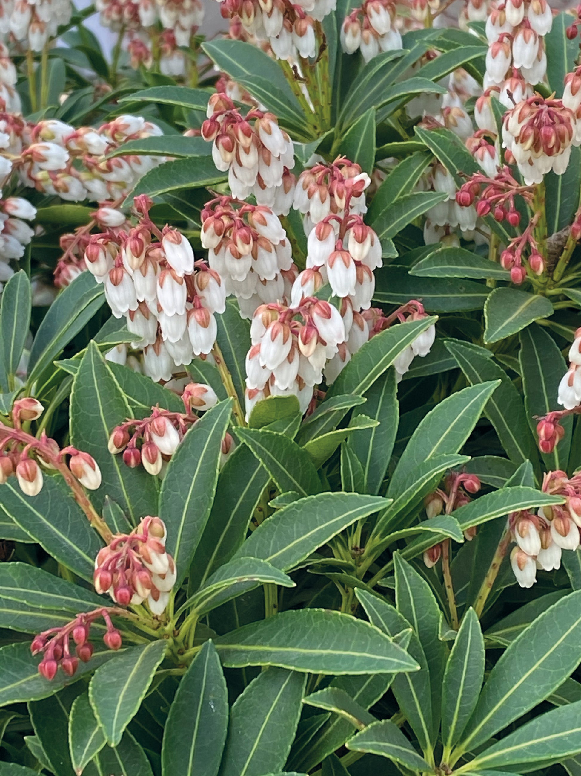 Dichtes, dunkelgrünes Laub mit hellen Adern umrahmt Büschel kleiner weißer Glockenblüten mit rosa Spitzen. Zu sehen in der Ausstellung "Kleine Gehölze mit großer Wirkung" der Königlichen Gartenakademie am 24.09.2026, 14-17 Uhr.