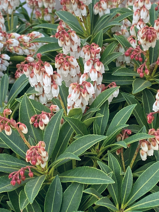 Dichtes, dunkelgrünes Laub mit hellen Adern umrahmt Büschel kleiner weißer Glockenblüten mit rosa Spitzen. Zu sehen in der Ausstellung "Kleine Gehölze mit großer Wirkung" der Königlichen Gartenakademie am 24.09.2026, 14-17 Uhr.