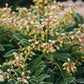 Büschel kleiner, gelblich gefrosteter Knospen inmitten dichter grüner Blätter zeigen die Widerstandsfähigkeit von Sträuchern, die in der Ausstellung der Königlichen Gartenakademie "Do. 24.09.2026 | 14.00-17.00 HALBTAGESKURS Kleine Gehölze mit großer Wirkung".
