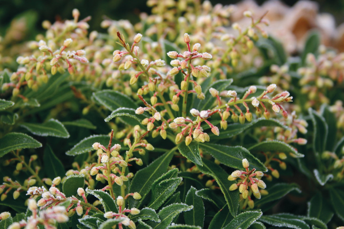 Büschel kleiner, gelblich gefrosteter Knospen inmitten dichter grüner Blätter zeigen die Widerstandsfähigkeit von Sträuchern, die in der Ausstellung der Königlichen Gartenakademie "Do. 24.09.2026 | 14.00-17.00 HALBTAGESKURS Kleine Gehölze mit großer Wirkung".