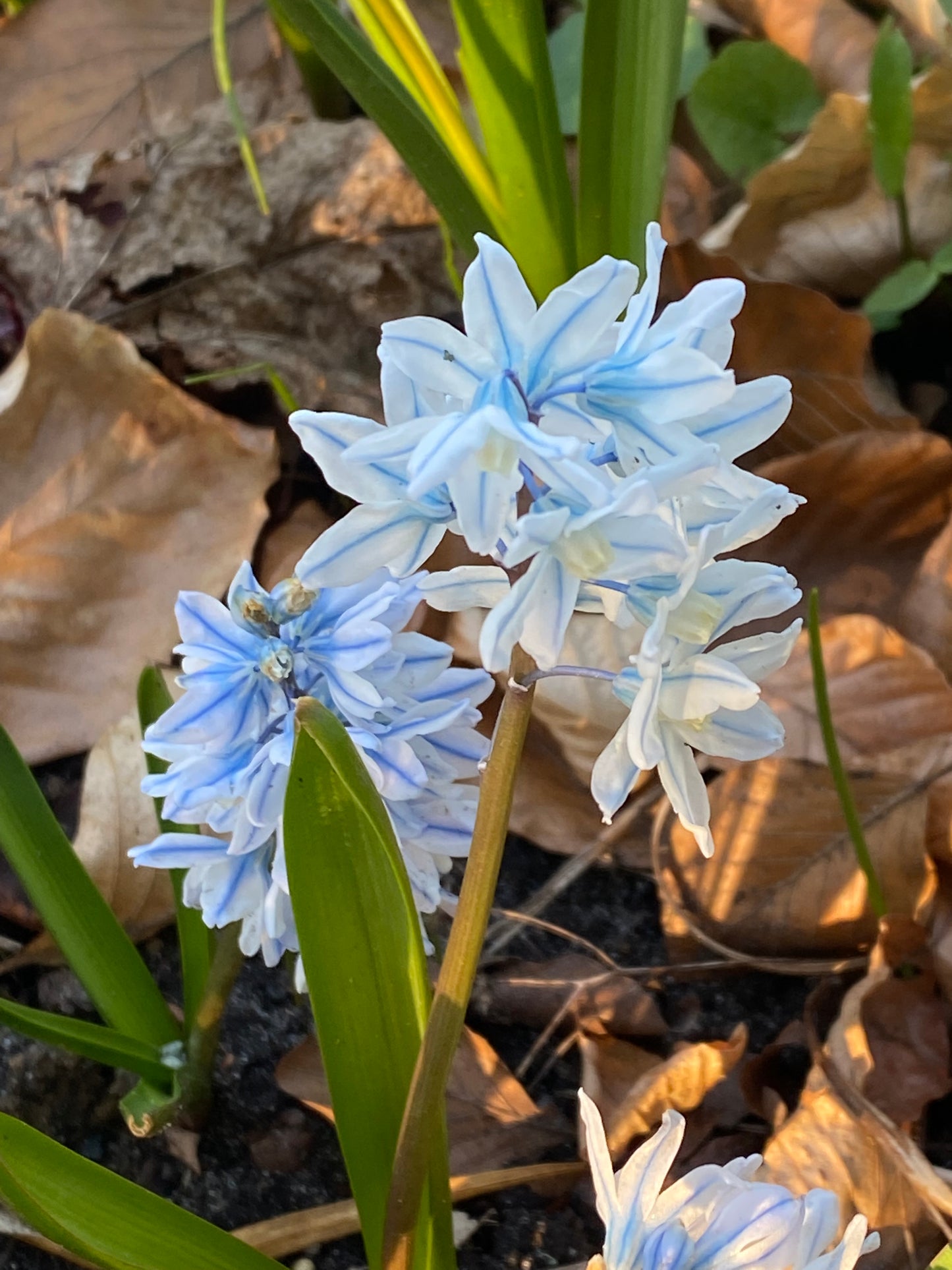 Die Puschkinia scilloides var. libanotica von Weijers ist eine hübsche Frühblüherin mit weißen, hellblau gezeichneten, sternförmigen Blüten und grünem Laub, das im Sonnenlicht zwischen den braunen Gartenblättern leuchtet.