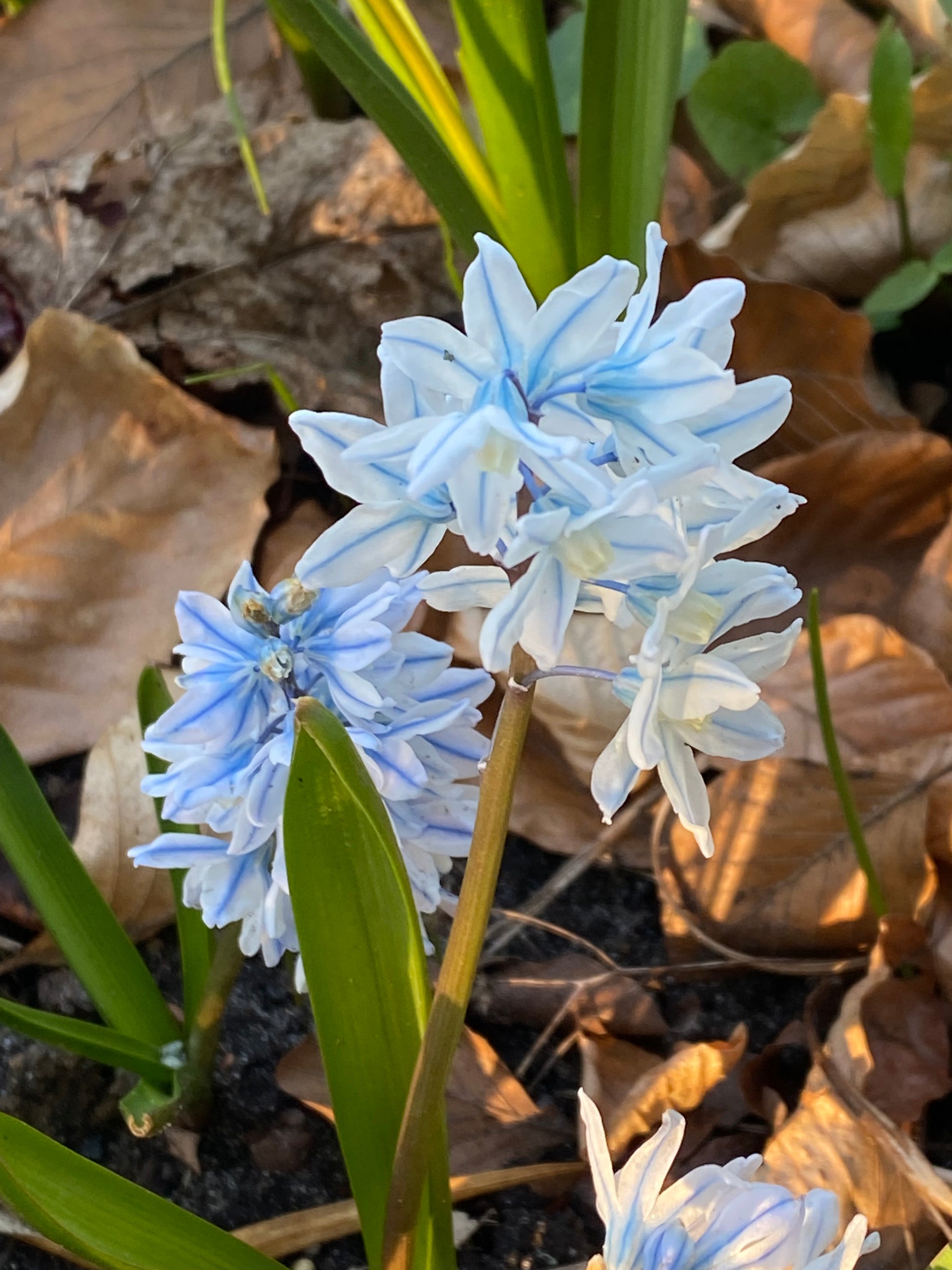 Die Puschkinia scilloides var. libanotica von Weijers ist eine hübsche Frühblüherin mit weißen, hellblau gezeichneten, sternförmigen Blüten und grünem Laub, das im Sonnenlicht zwischen den braunen Gartenblättern leuchtet.