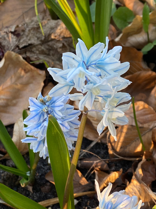 Die Puschkinia scilloides var. libanotica von Weijers ist eine hübsche Frühblüherin mit weißen, hellblau gezeichneten, sternförmigen Blüten und grünem Laub, das im Sonnenlicht zwischen den braunen Gartenblättern leuchtet.