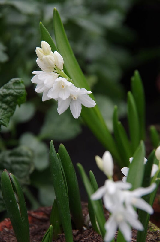 Gruppen von Puschkinia scilloides var. libanotica 'Alba' (Weiße Puschkinie) von Weijers blühen an grünen Stielen inmitten langer Blätter und versprühen mit ihren weißen Blüten und ihrem üppigen, verschwommen wirkenden Laub die frische Schönheit des März und April.