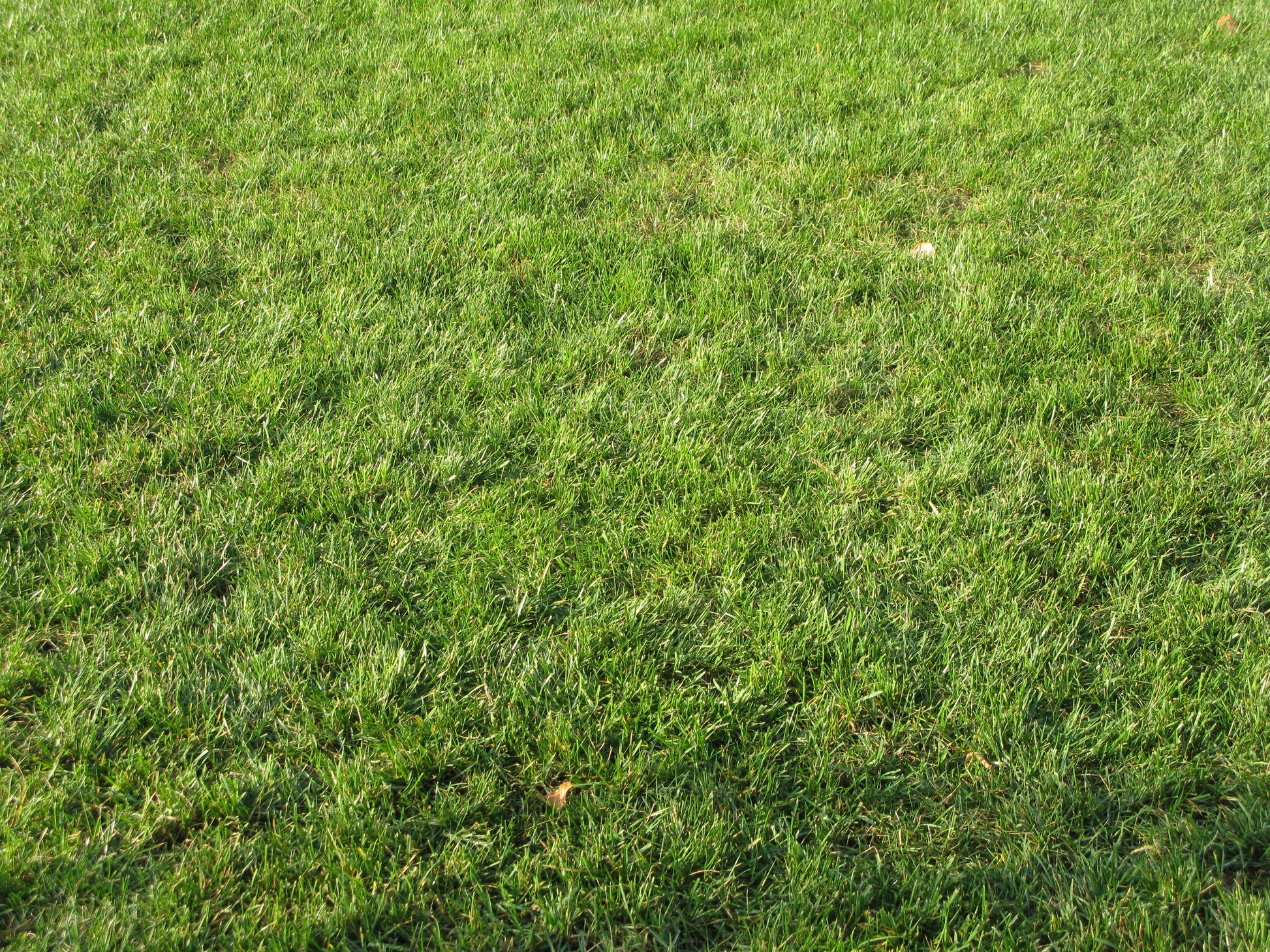 Nahaufnahme eines gesunden grünen Rasens mit vereinzelten braunen Blättern, ideal für den Workshop "Sa. 28.03.2026 | 10.00-12.00 WORKSHOP Haben sie schon Rasen oder immer noch Gras?" in der Königlichen Gartenakademie.