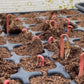 Junge Pflanzensprossen mit rötlichen, gebogenen Stielen, die aus der Erde in einer schwarzen Anzuchtschale sprießen – eine Dokumentation eines Schritts im Workshop der Königlichen Gartenakademie, Sa., 20.3.2027 | 11.00 – 13.00 Uhr WORKSHOP Aus eigener Anzucht: Pflanzenvermehrung.