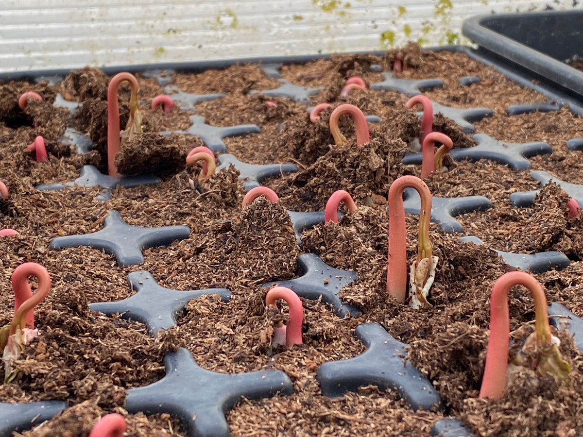 Junge Pflanzensprossen mit rötlichen, gebogenen Stielen, die aus der Erde in einer schwarzen Anzuchtschale sprießen – eine Dokumentation eines Schritts im Workshop der Königlichen Gartenakademie, Sa., 20.3.2027 | 11.00 – 13.00 Uhr WORKSHOP Aus eigener Anzucht: Pflanzenvermehrung.