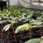 Kleine Setzlinge grüner Pflanzen in schwarzen Plastiktöpfen während des Workshops der Königlichen Gartenakademie Sa., 20.3.2027 | 11.00 – 13.00 Uhr WORKSHOP Aus eigener Anzucht: Pflanzenvermehrung.
