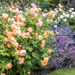 Genießen Sie moderne Gartengestaltung mit englischen David Austin® Rosen im GARTENTALK der Königlichen Gartenakademie am Sa. 20.06.2026, 14.00-15.30 Uhr - entdecken Sie blühende Rosen und mehr in einer wunderschönen Gartenlandschaft!.