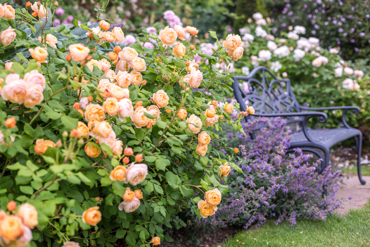 Genießen Sie moderne Gartengestaltung mit englischen David Austin® Rosen im GARTENTALK der Königlichen Gartenakademie am Sa. 20.06.2026, 14.00-15.30 Uhr - entdecken Sie blühende Rosen und mehr in einer wunderschönen Gartenlandschaft!.