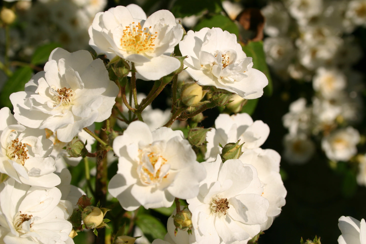 Erleben Sie in der Königlichen Gartenakademie am Fr. 19.06.2026 | 18.30-19.30 EXKLUSIVE ABENDLICHTFÜHRUNG: Englische Rosenwochen - Willkommen im Duftgarten!.