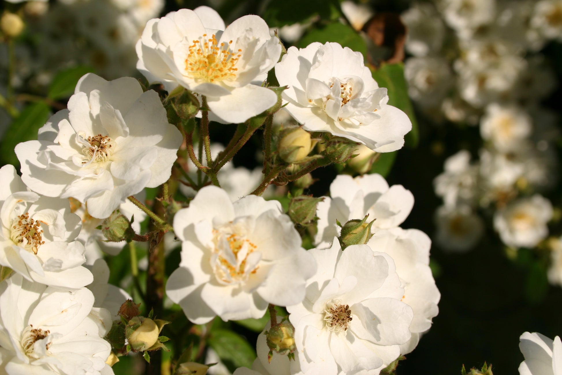 Erleben Sie in der Königlichen Gartenakademie am Fr. 19.06.2026 | 18.30-19.30 EXKLUSIVE ABENDLICHTFÜHRUNG: Englische Rosenwochen - Willkommen im Duftgarten!.