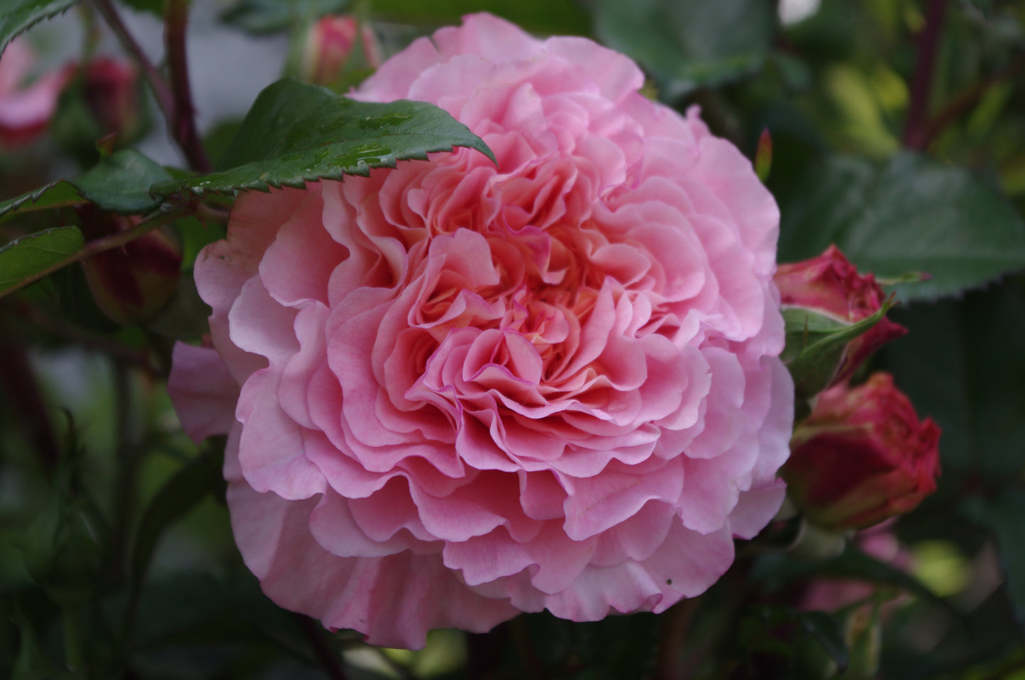 Eine blühende rosa Rose mit geschichteten Blütenblättern, grünen Blättern und Rosenknospen - ideal für Duftgarten-Ideen oder zur Feier der "Fr. 19.06.2026 | 18.30-19.30 EXKLUSIVE ABENDLICHTFÜHRUNG Englische Rosenwochen" der Königlichen Gartenakademie.