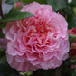 Nahaufnahme einer voll erblühten rosafarbenen Rose mit üppigen Blütenblättern zwischen grünen Blättern, die in der Ausstellung "Sa. 04.07.2026 | 10.00-11.00 FÜHRUNG Rosen und deren Begleiter" der Königlichen Gartenakademie.