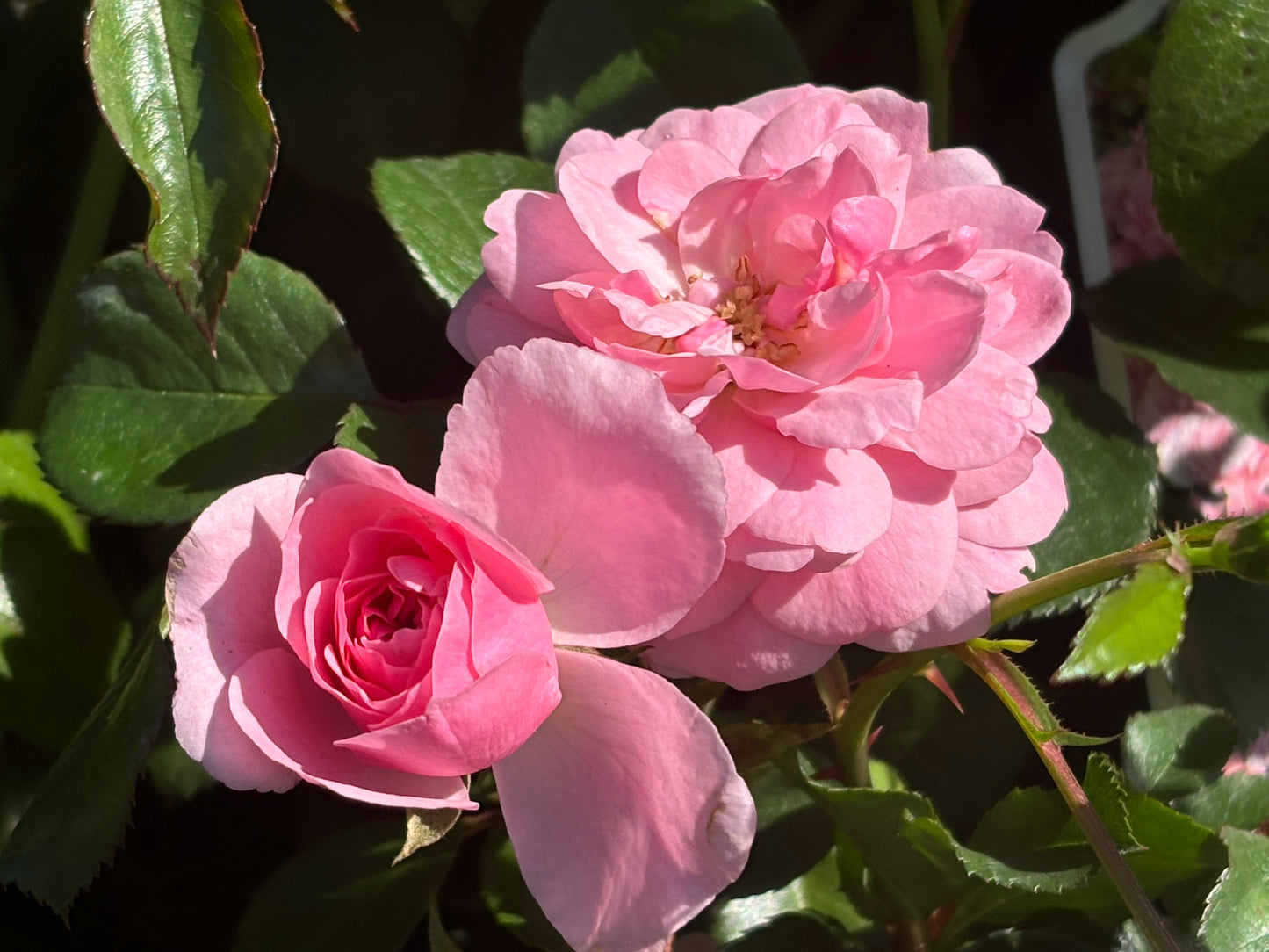 Zwei rosafarbene Rosen blühen inmitten üppiger Blätter und versprühen den Charme der Englischen Rosenwochen. Erleben Sie ihre Schönheit bei der EXKLUSIVEN ABENDLICHTFÜHRUNG "Willkommen im Duftgarten!" der Königlichen Gartenakademie am Fr., 19.06.2026, 18.30-19.30 Uhr.