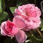 Zwei rosafarbene Rosen blühen inmitten von grünen Blättern und üppigen Gräsern und sonnen sich. Entdecken Sie diese und mehr bei "Sa. 04.07.2026 | 10.00-11.00 FÜHRUNG Rosen und deren Begleiter" der Königlichen Gartenakademie.