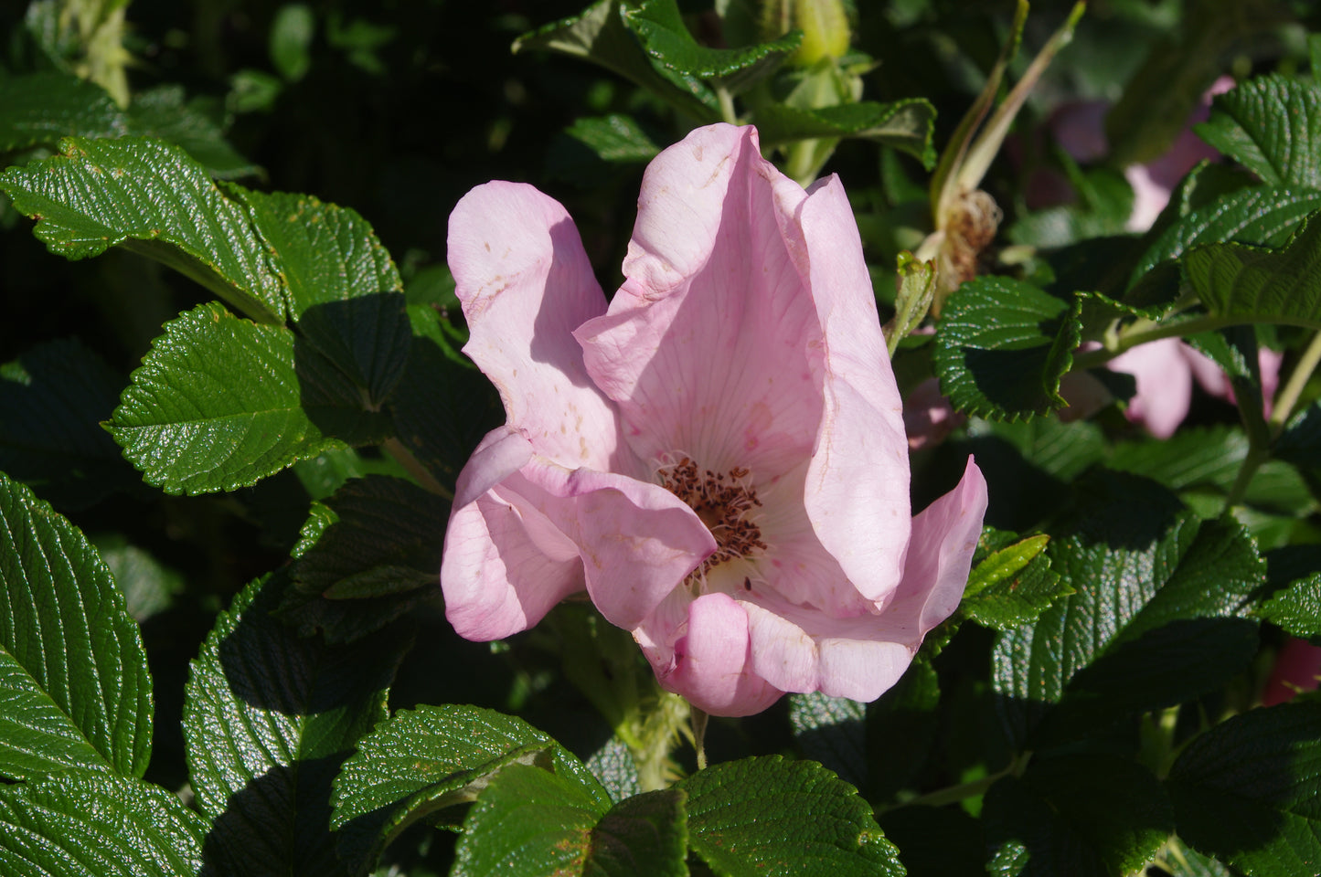 Erleben Sie den Zauber einer einzelnen rosa Wildrose im Duftgarten der Königlichen Gartenakademie am Fr. 19.06.2026 | 18.30-19.30 Uhr, im Rahmen der EXKLUSIVEN ABENDLICHTFÜHRUNG der Englischen Rosenwochen!.