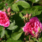Zwei blühende rosafarbene Rosen mit grünen Blättern erinnern an den Charme einer Gartenreise oder eines beschaulichen AFTERNOON TEA Christmas Special der Königlichen Gartenakademie und fangen die festliche Schönheit im hellen Sonnenlicht ein.