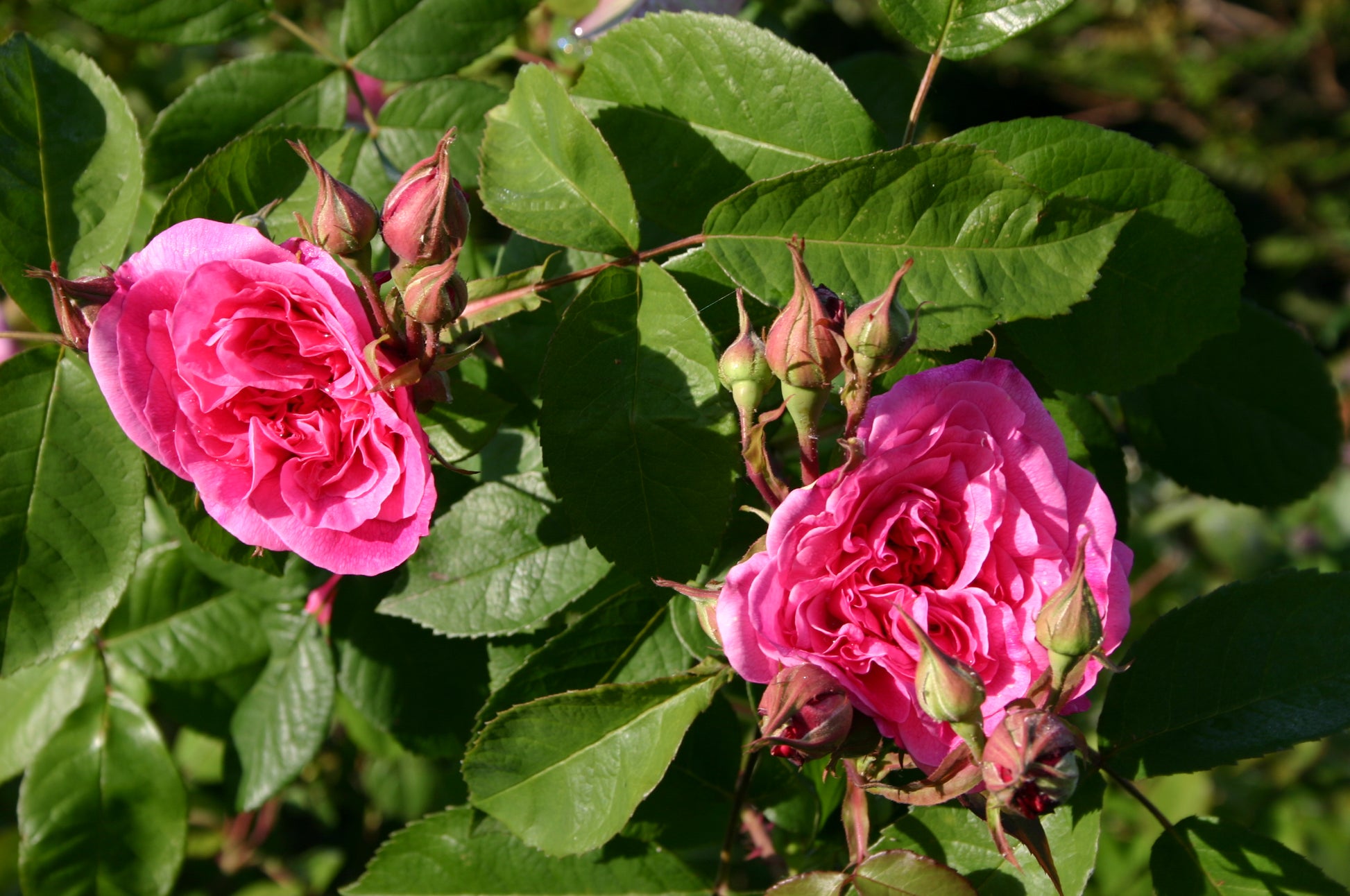 Genießen Sie einen festlichen Afternoon Tea in der Königlichen Gartenakademie am Mi. 09.12.2026, 14:30-16:00-Weihnachtszeit inmitten von blühenden Rosen und Grünzeug, perfekt für Ihre Gartenreise.