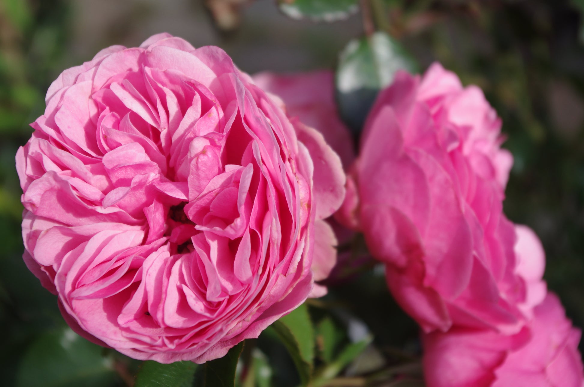 Kräftig blühende rosa Rosen leuchten im Sonnenlicht, umrahmt von saftig grünen Blättern - perfekt für die exklusive Abendlichtführung "Englische Rosenwochen" der Königlichen Gartenakademie am Fr. 19.06.2026 | 18.30-19.30 Uhr: Willkommen im Duftgarten!.
