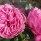 Erleben Sie die Schönheit der blühenden Rosen und ihrer Begleiter bei der Führung "Sa. 04.07.2026 | 10.00-11.00 FÜHRUNG Rosen und deren Begleiter" der Königlichen Gartenakademie, umgeben von üppigen Blütenblättern, Stauden und anmutigen Gräsern im strahlenden Sonnenlicht.