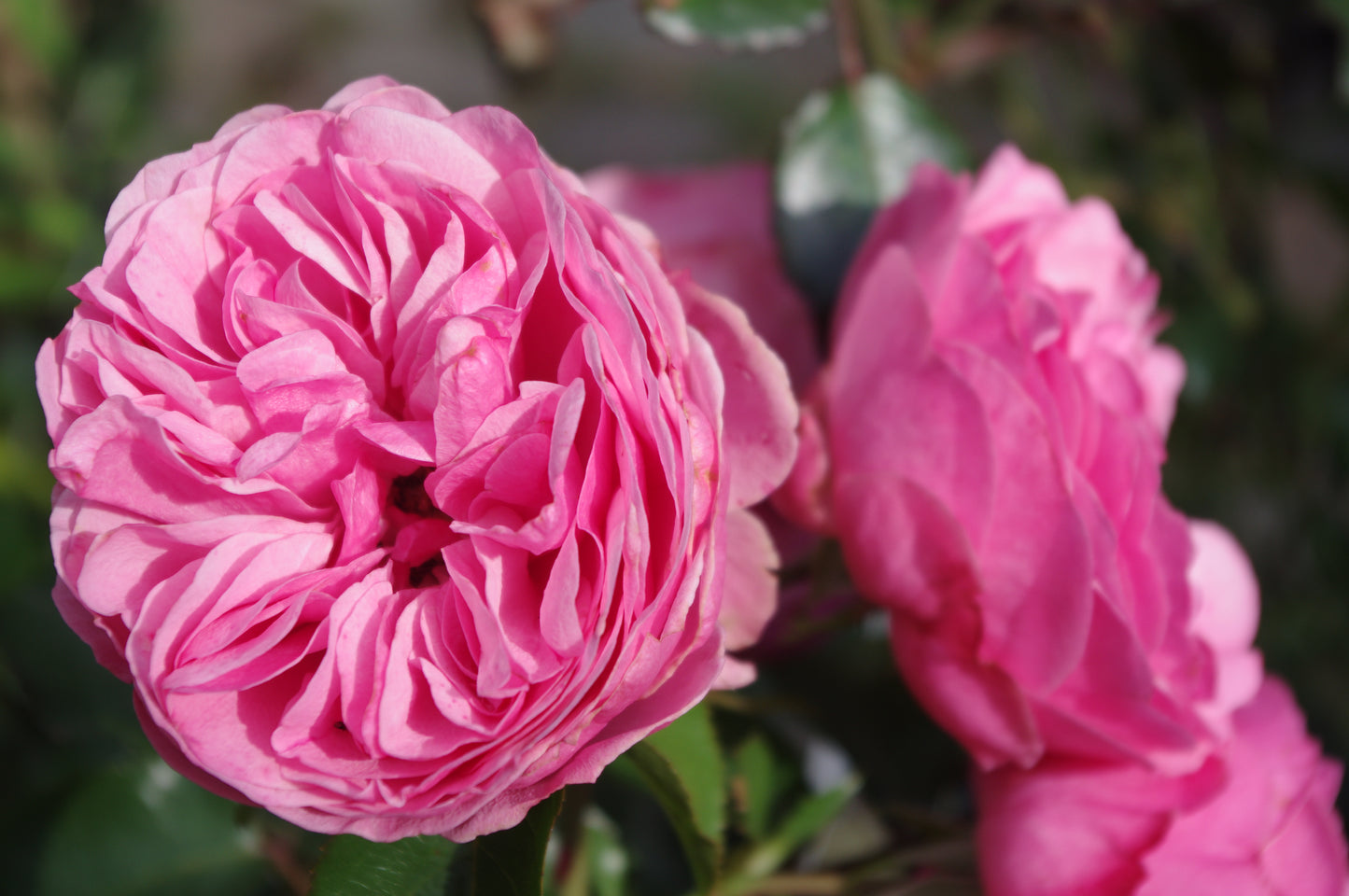 Erleben Sie die Schönheit der blühenden Rosen und ihrer Begleiter bei der Führung "Sa. 04.07.2026 | 10.00-11.00 FÜHRUNG Rosen und deren Begleiter" der Königlichen Gartenakademie, umgeben von üppigen Blütenblättern, Stauden und anmutigen Gräsern im strahlenden Sonnenlicht.