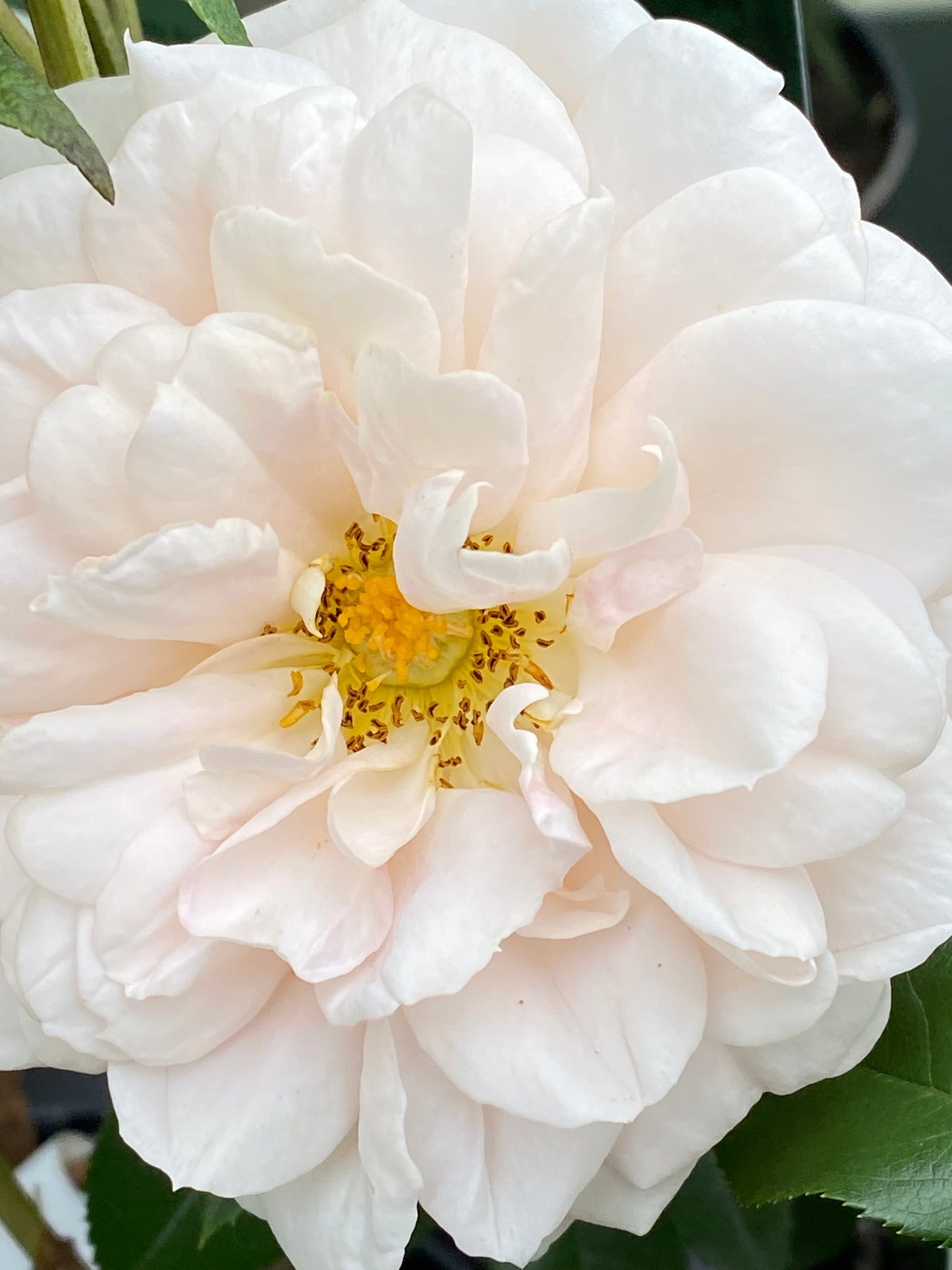 Erleben Sie die bezaubernden zartrosa oder weißen Rosen in voller Blüte, ihre zarten Blütenblätter und gelben Zentren leuchten - ein ideales Bild für Duftgarten-Fans. Seien Sie dabei bei der "EXKLUSIVEN ABENDLICHTFÜHRUNG Englische Rosenwochen" der Königlichen Gartenakademie am Fr. 19.06.2026, 18:30-19:30 Uhr!.
