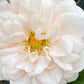 Nahaufnahme einer blassrosa Rose in voller Blüte, mit zarten Blütenblättern und gelben Staubgefäßen, vor verschwommenem grünen Laub. Besuchen Sie die Sa. 04.07.2026 | 10.00-11.00 FÜHRUNG Rosen und deren Begleiter durch die Königliche Gartenakademie!.