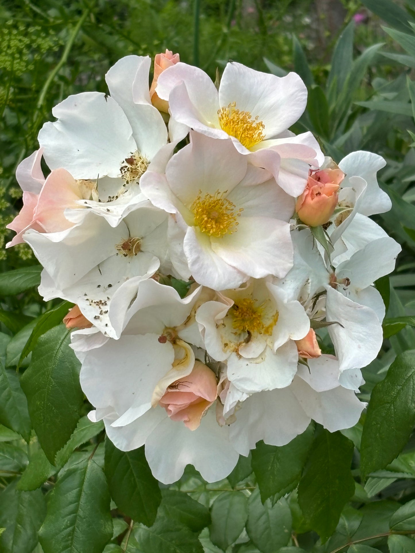 Eine Traube blassrosa und weißer Rosen mit gelber Mitte, einige Blütenblätter leicht gebräunt und gesprenkelt, spiegelt die natürliche Schönheit des Duftgartens der Königlichen Gartenakademie "EXKLUSIVE ABENDLICHTFÜHRUNG Englische Rosenwochen" wider.
