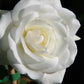 Eine Nahaufnahme einer blühenden weißen Rose mit gekräuselten Blütenblättern, grünen Blättern und einem unscharfen Hintergrund - perfekt für Duftgarten-Inspiration am Fr. 19.06.2026 | 18.30-19.30 EXKLUSIVE ABENDLICHTFÜHRUNG Englische Rosenwochen von Königliche Gartenakademie.