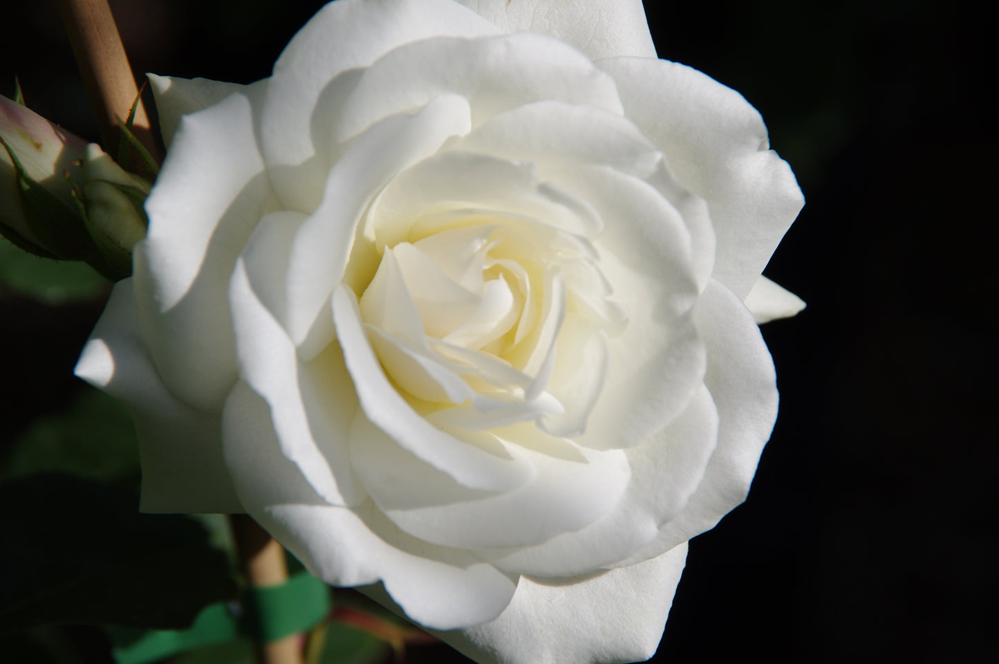 Eine Nahaufnahme einer blühenden weißen Rose mit gekräuselten Blütenblättern, grünen Blättern und einem unscharfen Hintergrund - perfekt für Duftgarten-Inspiration am Fr. 19.06.2026 | 18.30-19.30 EXKLUSIVE ABENDLICHTFÜHRUNG Englische Rosenwochen von Königliche Gartenakademie.