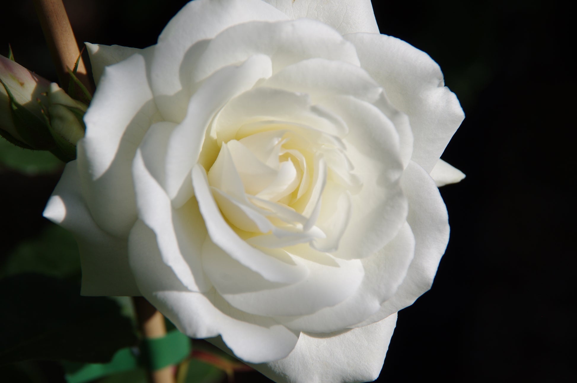 Eine Nahaufnahme einer blühenden weißen Rose mit gekräuselten Blütenblättern, grünen Blättern und einem unscharfen Hintergrund - perfekt für Duftgarten-Inspiration am Fr. 19.06.2026 | 18.30-19.30 EXKLUSIVE ABENDLICHTFÜHRUNG Englische Rosenwochen von Königliche Gartenakademie.