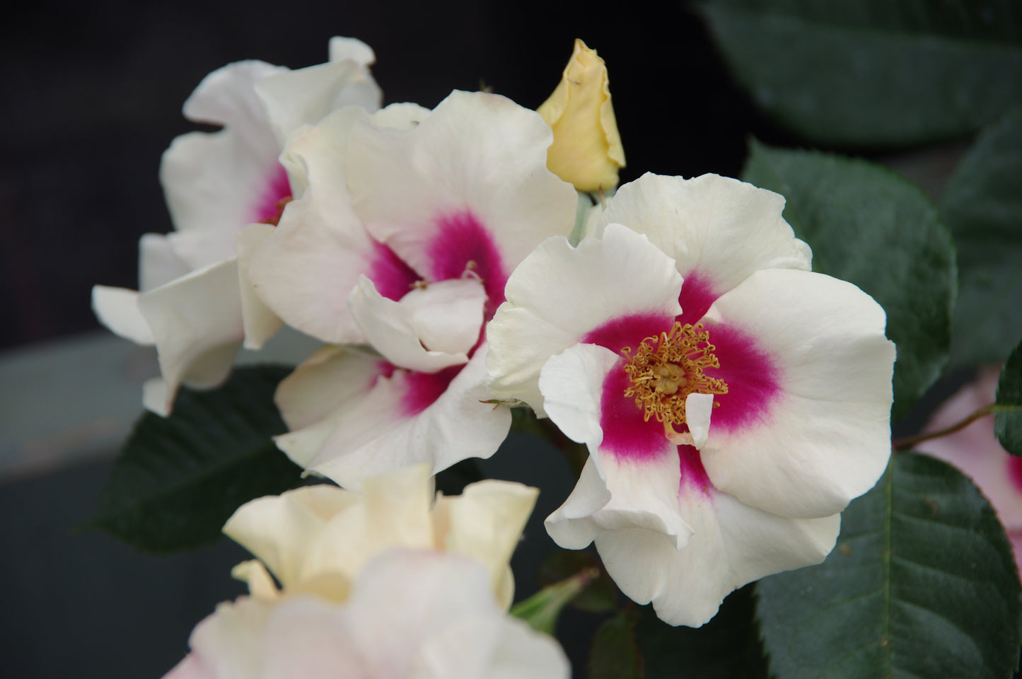 Bewundern Sie weiße Blüten mit rosafarbener Mitte und gelben Staubgefäßen im Duftgarten der Königlichen Gartenakademie - perfekt für die EXKLUSIVE ABENDLICHTFÜHRUNG, Fr. 19.06.2026, 18.30-19.30 Uhr, im Rahmen der Englischen Rosenwochen: Willkommen im Duftgarten!.