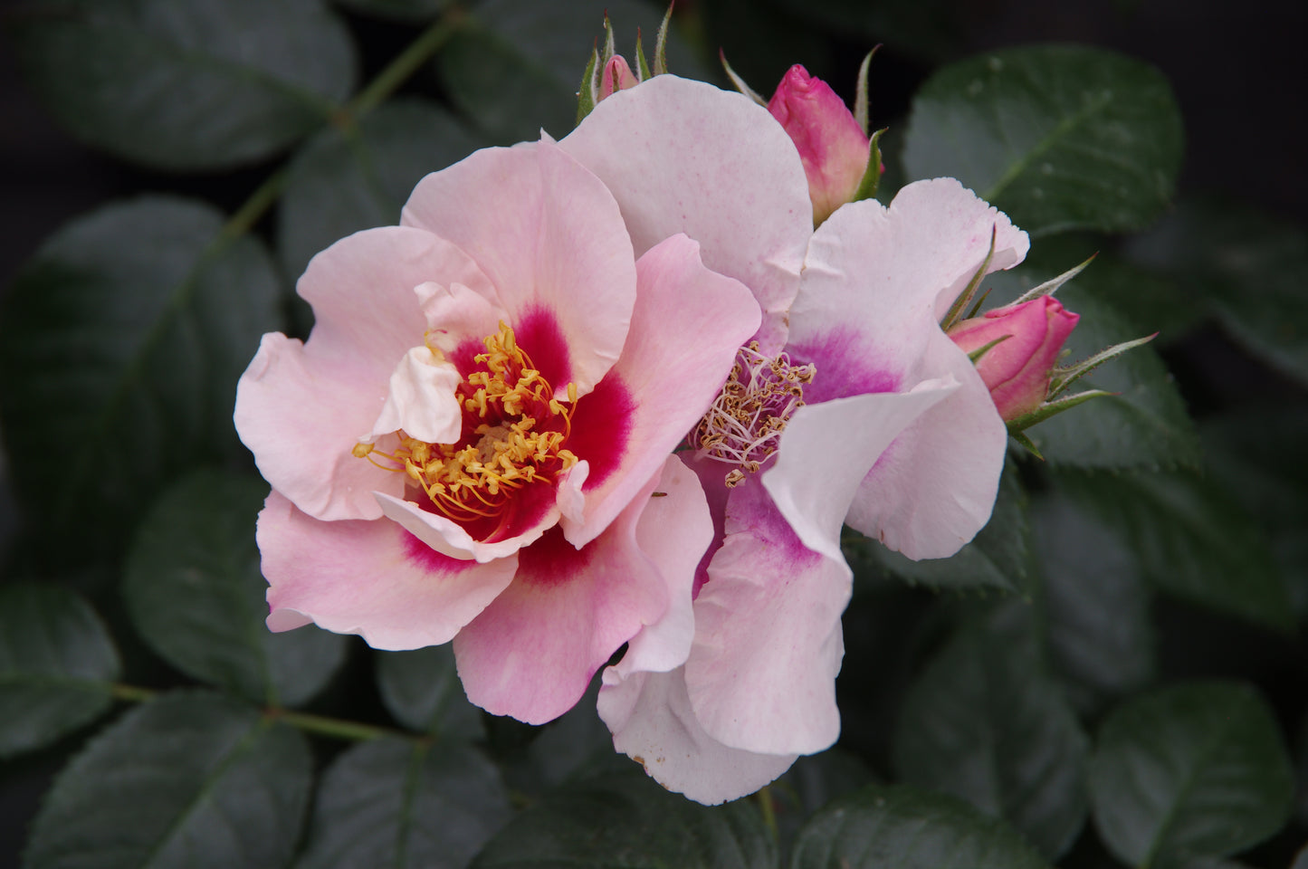 Zwei hellrosa Blüten mit dunkelrosa Mitte und gelben Staubgefäßen blühen inmitten grüner Blätter und Knospen - eine Szene aus den "Englischen Rosenwochen" der Königlichen Gartenakademie: Willkommen im Duftgarten!" Exklusive Abendlichtführung am Fr. 19.06.2026, 18.30-19.30.