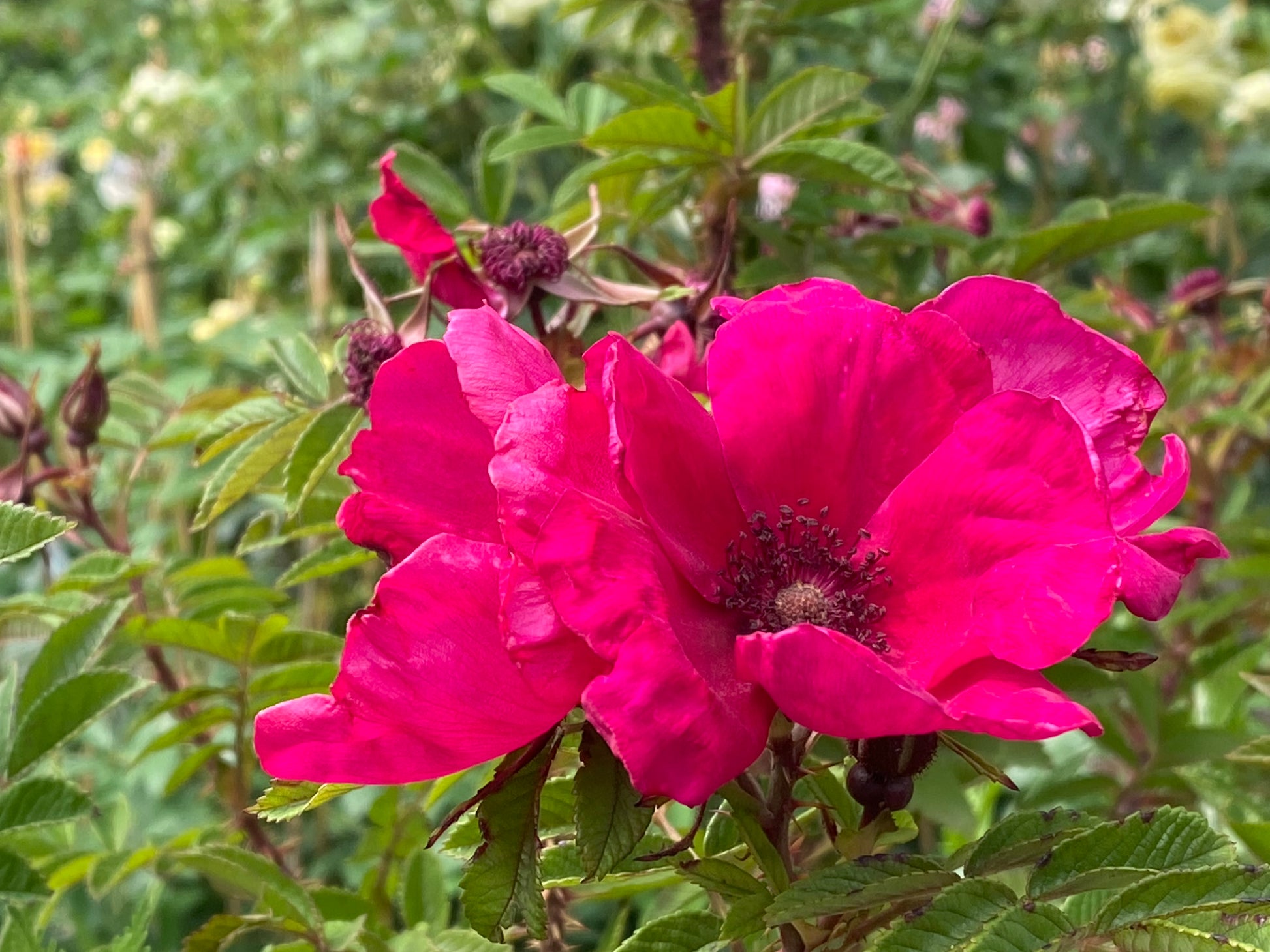 Erleben Sie den Zauber der Englischen Rosenwochen in der Königlichen Gartenakademie: Fr. 19.06.2026 | 18.30-19.30 EXKLUSIVE ABENDLICHTFÜHRUNG Willkommen im Duftgarten! Leuchtende Blüten und zartes Grün erwarten Sie bei dieser bezaubernden Abendführung.