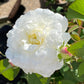 Eine blühende weiße Rose mit gekräuselten Blütenblättern und einer rosa gefärbten Knospe leuchtet im Sonnenlicht. Erleben Sie diese Duftgarten-Szene bei der "Fr. 19.06.2026 | 18.30-19.30 EXKLUSIVE ABENDLICHTFÜHRUNG" der Königlichen Gartenakademie im Rahmen der Englischen Rosenwochen!.