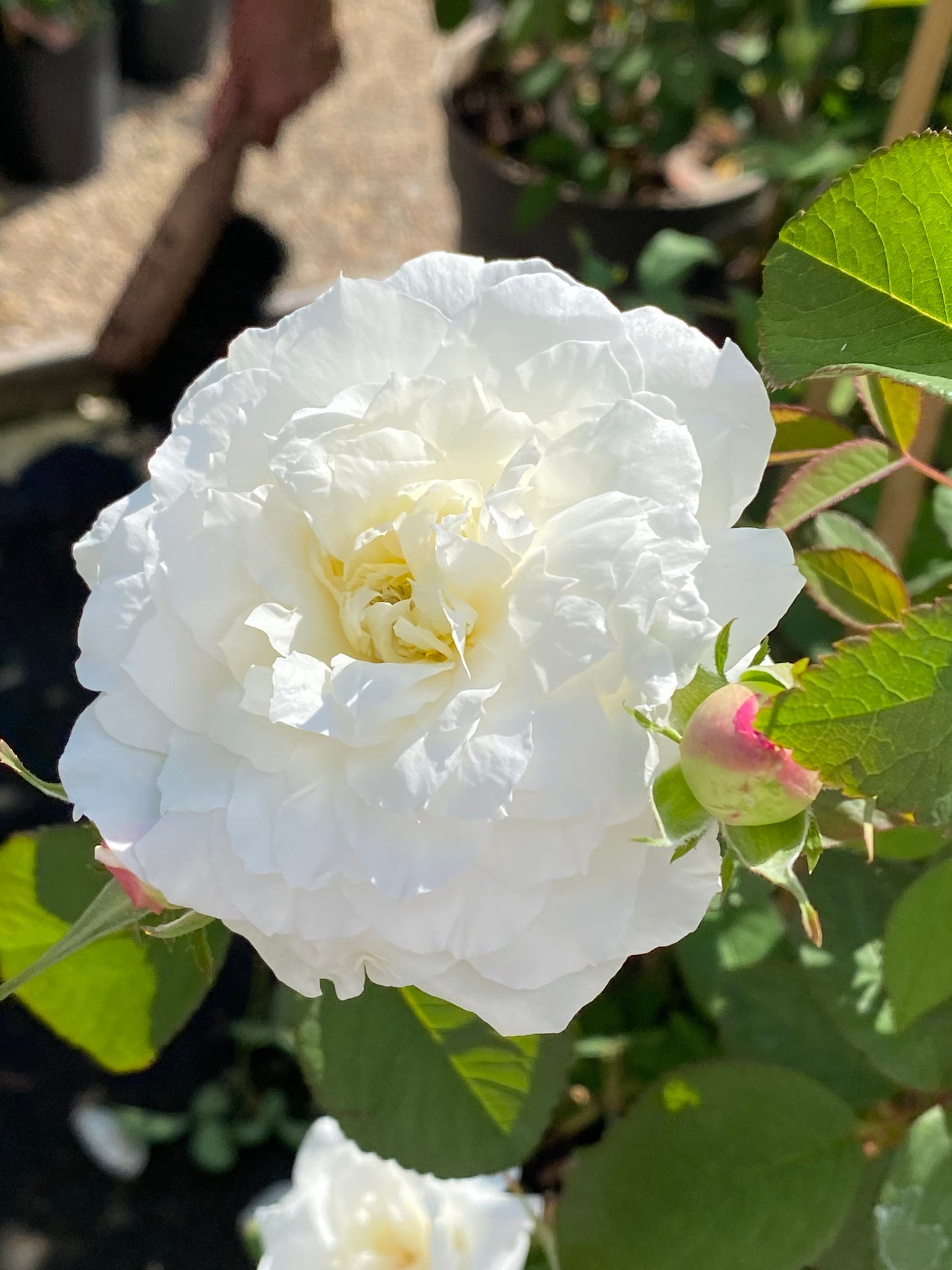 Eine blühende weiße Rose mit gekräuselten Blütenblättern und einer rosa gefärbten Knospe leuchtet im Sonnenlicht. Erleben Sie diese Duftgarten-Szene bei der "Fr. 19.06.2026 | 18.30-19.30 EXKLUSIVE ABENDLICHTFÜHRUNG" der Königlichen Gartenakademie im Rahmen der Englischen Rosenwochen!.