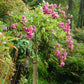 Erleben Sie den Charme eines Duftgartens in der Königlichen Gartenakademie während der "Fr. 19.06.2026 | 18.30-19.30 EXKLUSIVE ABENDLICHTFÜHRUNG Englische Rosenwochen: Willkommen im Duftgarten!", umgeben von üppigem Grün und blühenden Rosen.