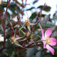 Erleben Sie Wildrosen im Duftgarten hautnah - rosa Blüten, Knospen und grüne Blätter erwarten Sie bei der "Fr. 19.06.2026 | 18.30-19.30 EXKLUSIVE ABENDLICHTFÜHRUNG Englische Rosenwochen" der Königlichen Gartenakademie!.