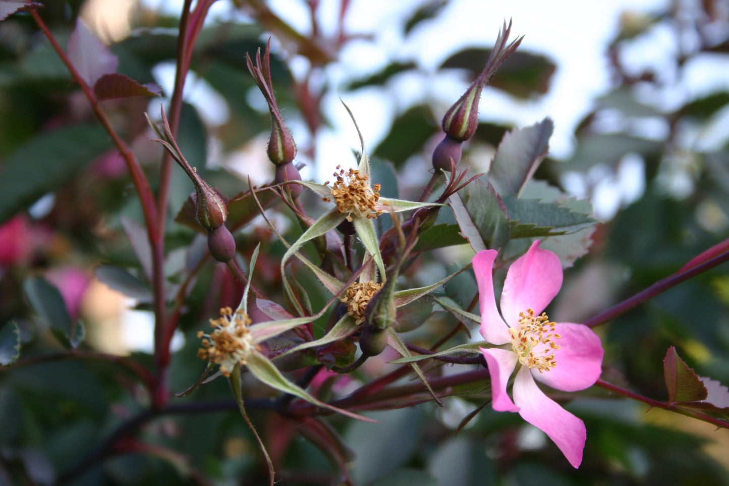Erleben Sie Wildrosen im Duftgarten hautnah - rosa Blüten, Knospen und grüne Blätter erwarten Sie bei der "Fr. 19.06.2026 | 18.30-19.30 EXKLUSIVE ABENDLICHTFÜHRUNG Englische Rosenwochen" der Königlichen Gartenakademie!.