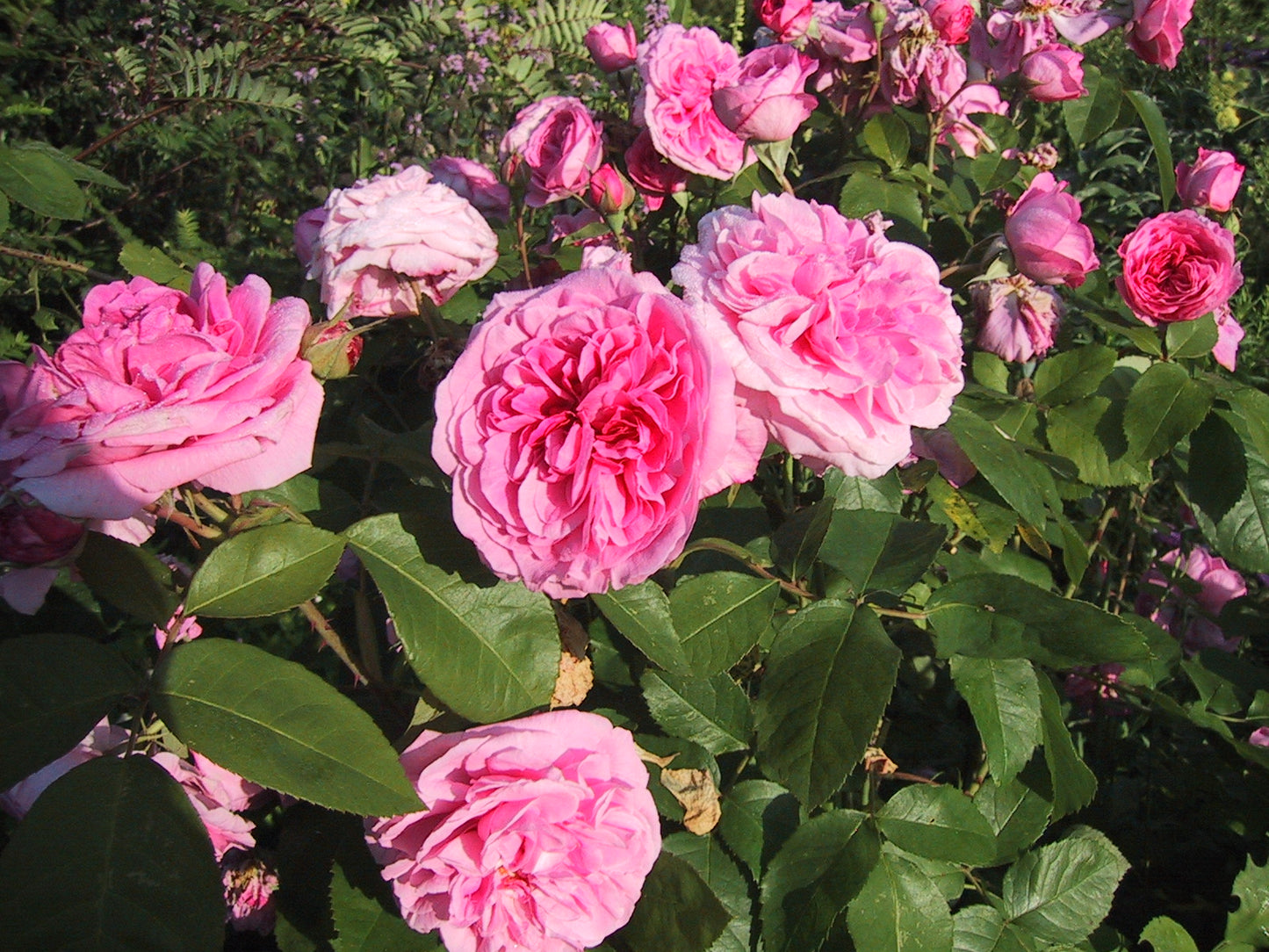 Erleben Sie den Duft im sommerlichen Garten bei der ABENDLICHTFÜHRUNG am Mi. 24.06.2026, 17.00-18.00 Uhr, von der Königlichen Gartenakademie - genießen Sie blühende rosa Rosen mit üppigen Blättern, die im Abendlicht leuchten, inmitten leuchtender Farben und sanfter Düfte.