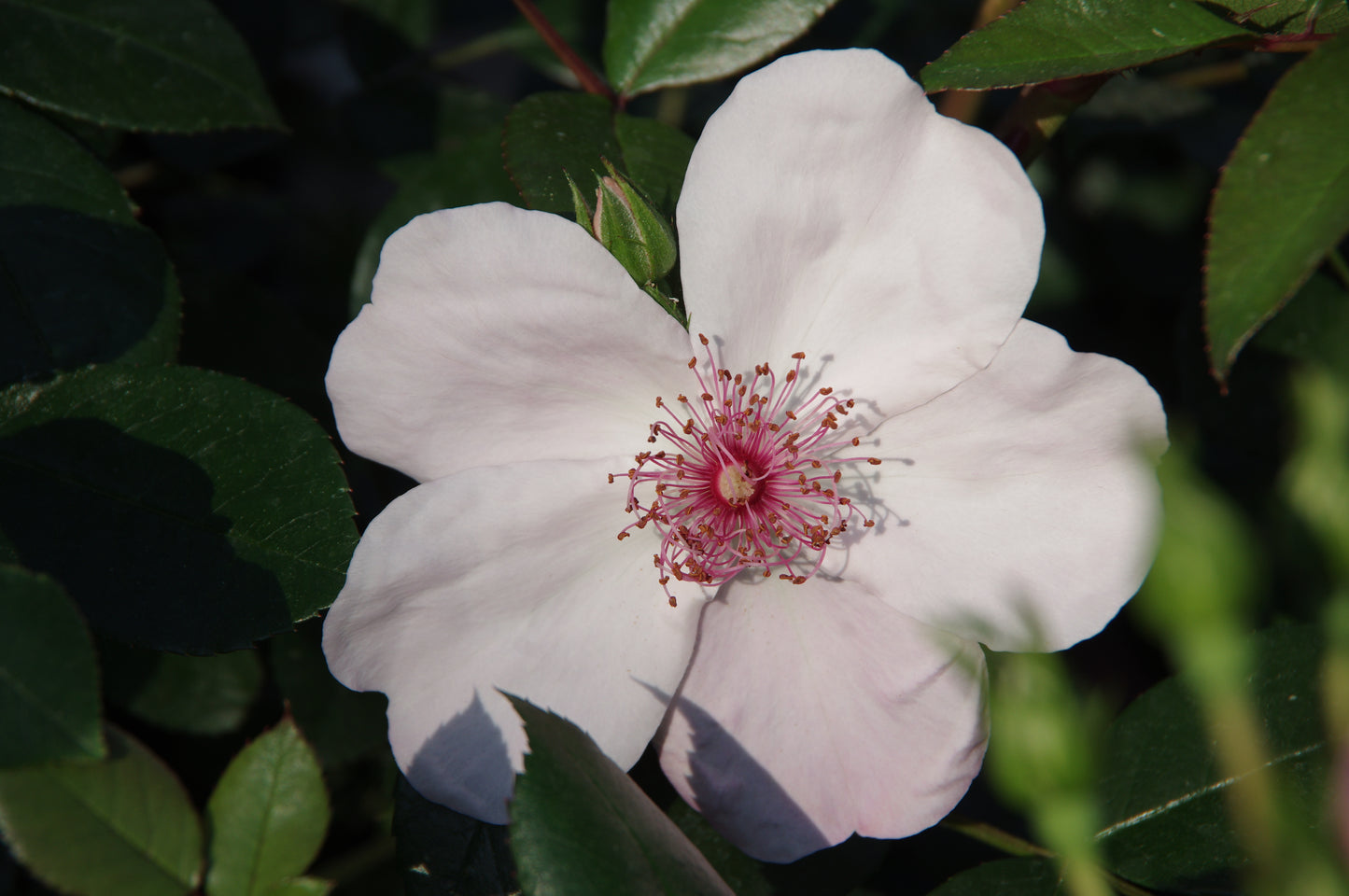 Erleben Sie bei den Englischen Rosenwochen der Königlichen Gartenakademie die Schönheit von fünfblättrigen zartrosa Rosen in sonnenbeschienenem grünem Laub: Willkommen im Duftgarten! am Fr. 19.06.2026, 18:30-19:30 mit einer exklusiven Abendlichtführung.
