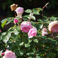 Erleben Sie am Mi. 24.06.2026 | 17.00-18.00 Uhr ABENDLICHTFÜHRUNG "Duft im sommerlichen Garten" der Königlichen Gartenakademie, wo rosafarbene Rosen in allen Blühstadien den Sommergarten im Abendlicht mit leuchtender Farbe und Duft erfüllen.
