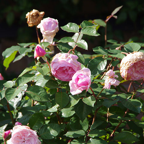 Erleben Sie am Mi. 24.06.2026 | 17.00-18.00 Uhr ABENDLICHTFÜHRUNG "Duft im sommerlichen Garten" der Königlichen Gartenakademie, wo rosafarbene Rosen in allen Blühstadien den Sommergarten im Abendlicht mit leuchtender Farbe und Duft erfüllen.