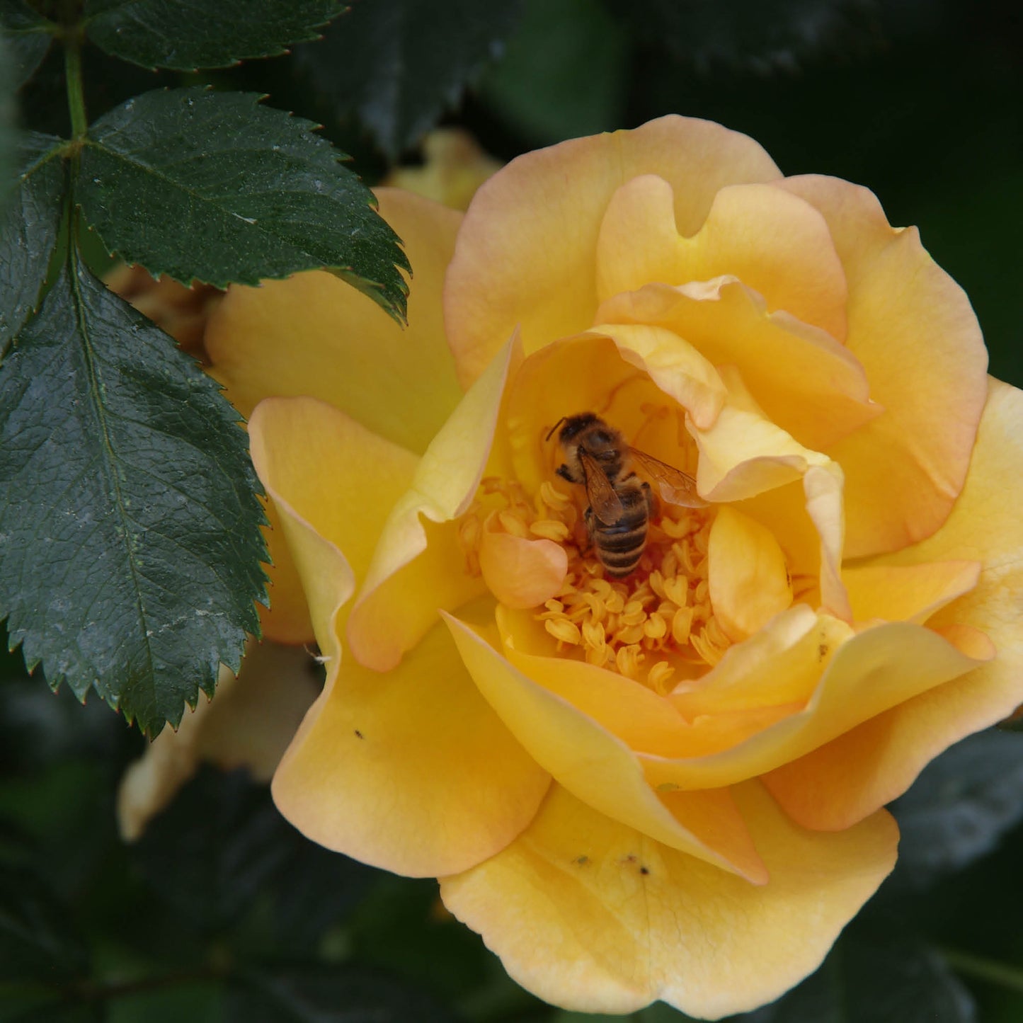 Eine Biene sammelt Pollen in einer blühenden gelben Rose inmitten grüner Blätter und bringt damit Leben und Farbe in die Königliche Gartenakademie am Mi. 24.06.2026 | 17.00-18.00 ABENDLICHTFÜHRUNG Duft im sommerlichen Garten Veranstaltung.