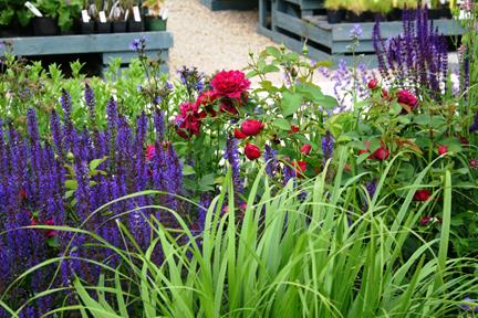 Erleben Sie "Der Mixed Border" in der Königlichen Gartenakademie am 16.04.2026, 10:00-13:00 Uhr - eine lebendige Gartenszene mit hohen grünen Gräsern, lila Salvia, roten Rosen, Topfpflanzen und Holzbänken im Halbtageskurs der Gartenschule.