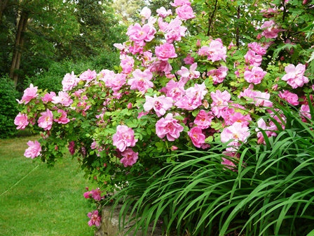 Erleben Sie den Duft im sommerlichen Garten mit der Königlichen Gartenakademie am Mi. 24.06.2026, 17.00-18.00 Uhr: Genießen Sie bei der Abendlichtführung leuchtend rosafarbene Blüten, üppiges Grün und eine malerische Gartenszene.