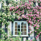 Kletterrosen in Gelb und Rosa rahmen ein Cottage-Fenster auf einer schwarz-weißen Wand ein - genau wie die üppigen Szenen aus "Gärtnern wie Gott in England" vom Callwey Verlag, voll mit detaillierten Anleitungen und inspirierenden Bildern.