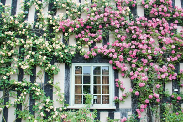Kletterrosen in Gelb und Rosa rahmen ein Cottage-Fenster auf einer schwarz-weißen Wand ein - genau wie die üppigen Szenen aus "Gärtnern wie Gott in England" vom Callwey Verlag, voll mit detaillierten Anleitungen und inspirierenden Bildern.